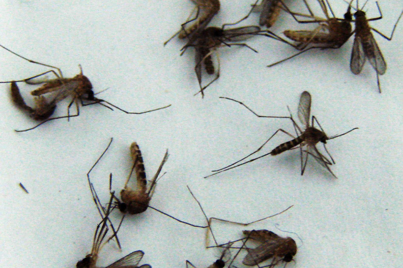 常用的杀虫和灭鼠的方法有哪些?