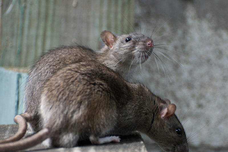 灭鼠的效果和影响