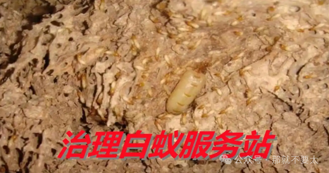 灭白蚂蚁电话_灭白蚁的电话号码是多少_有没有消灭白蚁的电话