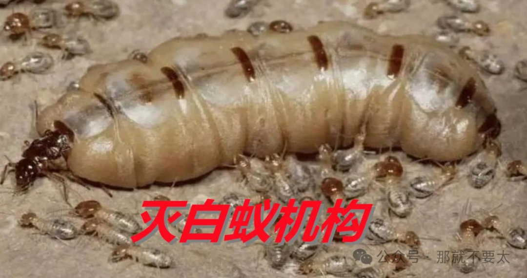 有没有消灭白蚁的电话_灭白蚂蚁电话_灭白蚁的电话号码是多少