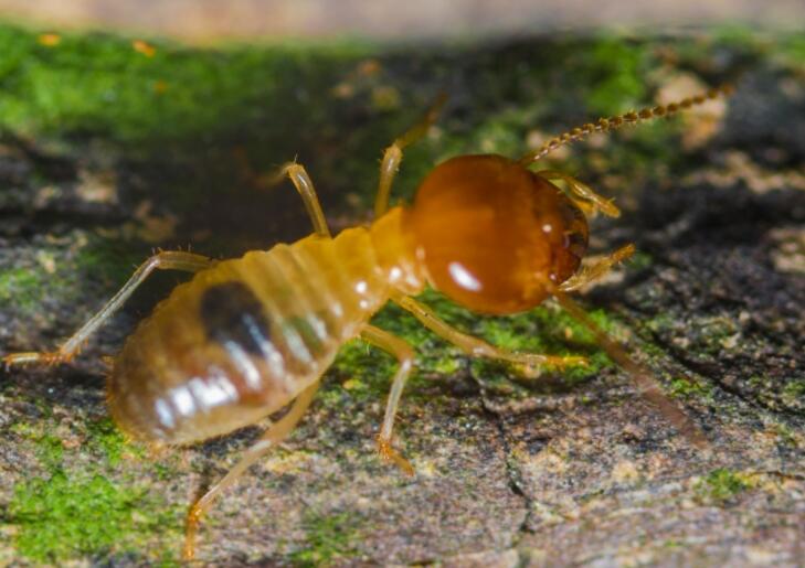 灭白蚁的方法_自己简单灭白蚁的方法_灭白蚁最有效的土方法