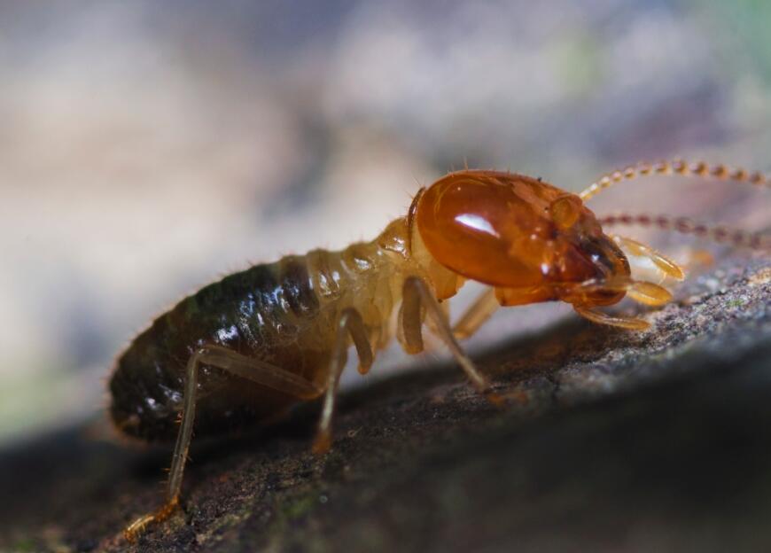 灭白蚁的方法_自己简单灭白蚁的方法_灭白蚁最有效的土方法