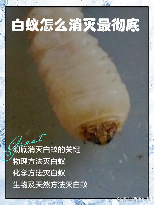 自己简单灭白蚁的方法_灭白蚁的方法_灭白蚁最有效的土方法