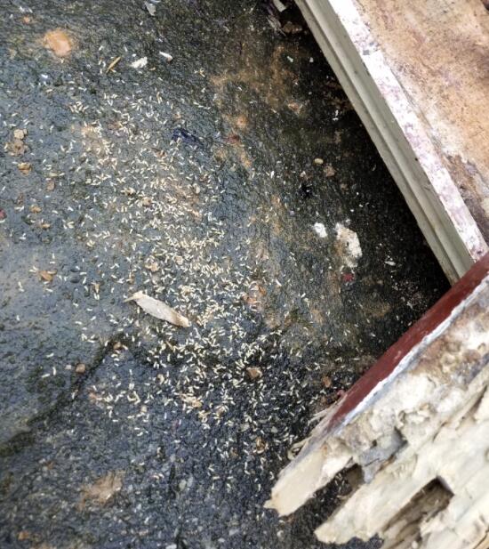 灭白蚁的方法_灭白蚁最有效的土方法_自己简单灭白蚁的方法