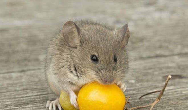 杀死老鼠算杀生吗_灭老鼠算杀生吗_杀老鼠会得鼠疫吗