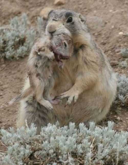 杀死老鼠算杀生吗_杀老鼠会得鼠疫吗_灭老鼠算杀生吗