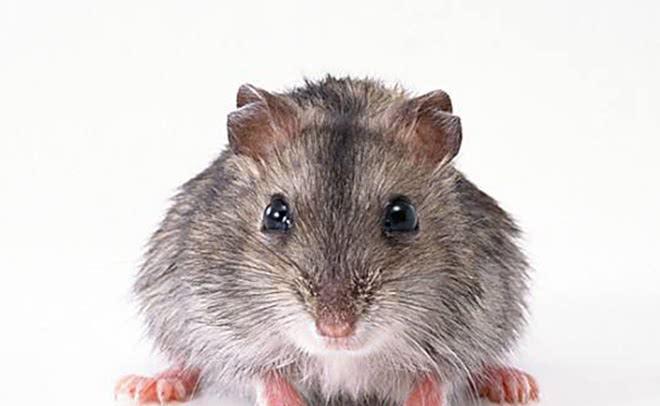 灭老鼠算杀生吗_杀老鼠会得鼠疫吗_杀死老鼠算杀生吗