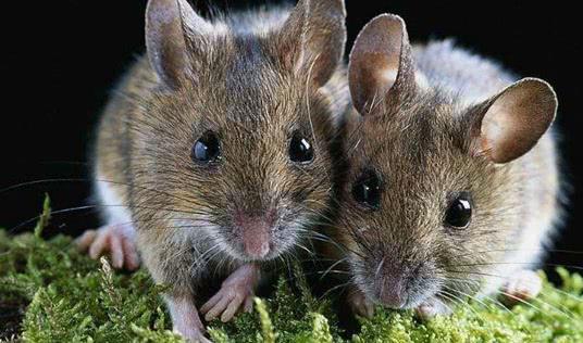 灭老鼠算杀生吗_杀死老鼠算杀生吗_杀老鼠会得鼠疫吗