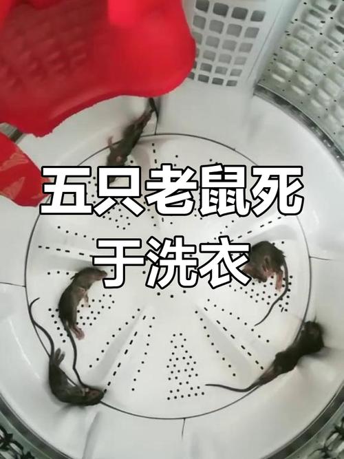 杀老鼠会得鼠疫吗_灭老鼠算杀生吗_杀死老鼠算杀生吗