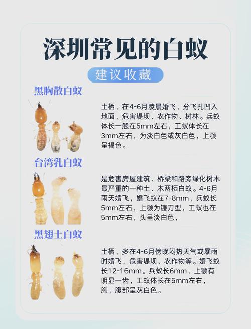 灭白蚁防治_防治白蚁最有效的是什么药_灭白蚁防治方法