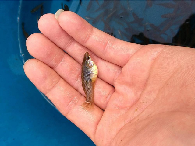 消灭蚊子_蚊子消灭神器_蚊子消灭不了吗