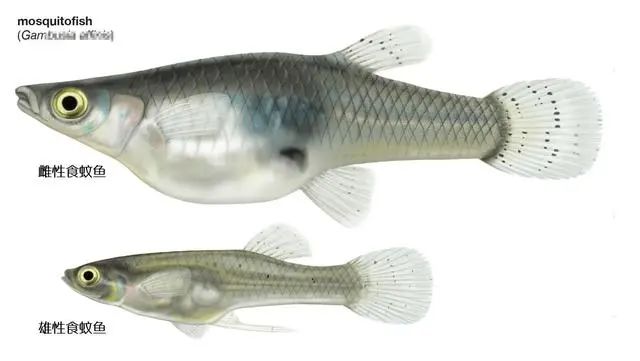 消灭蚊子_蚊子消灭神器_蚊子消灭不了吗