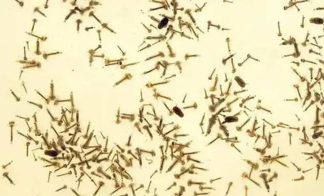 蚊子消灭神器_蚊子消灭不了吗_消灭蚊子