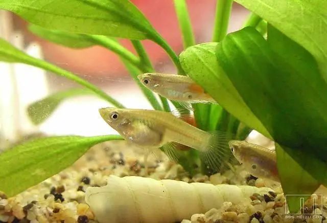 消灭蚊子_蚊子消灭不了吗_蚊子消灭神器