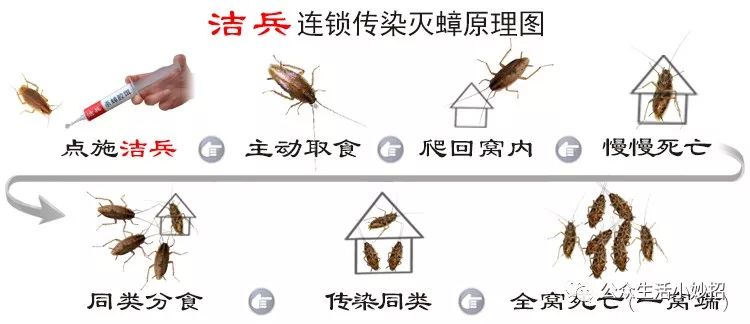 灭蟑螂药的有效成分_灭蟑螂药哪种最有效_蟑螂药灭蟑螂