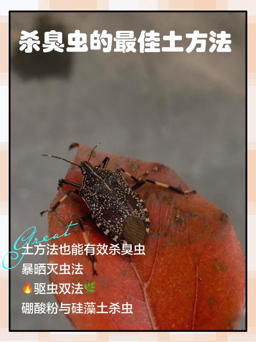 灭臭虫效果最好的药_灭臭虫***_灭臭虫药怎样才能彻底消灭它