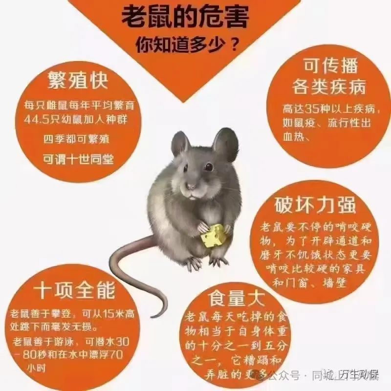 灭老鼠专业公司_灭老鼠公司电话_灭老鼠的公司的电话号码