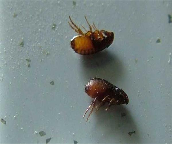 灭跳蚤批发_灭跳蚤药哪里有卖_灭跳蚤特效药哪里买