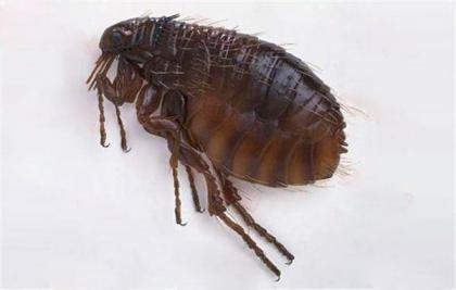 灭跳蚤批发_灭跳蚤药哪里有卖_灭跳蚤特效药哪里买