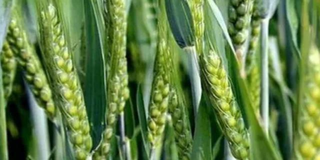 灭臭虫专用药_专杀臭虫的杀虫剂_灭杀臭虫用什么药好