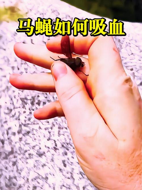 灭苍蝇的灯_灭苍蝇灯有用吗_灭苍蝇灯对人有害吗