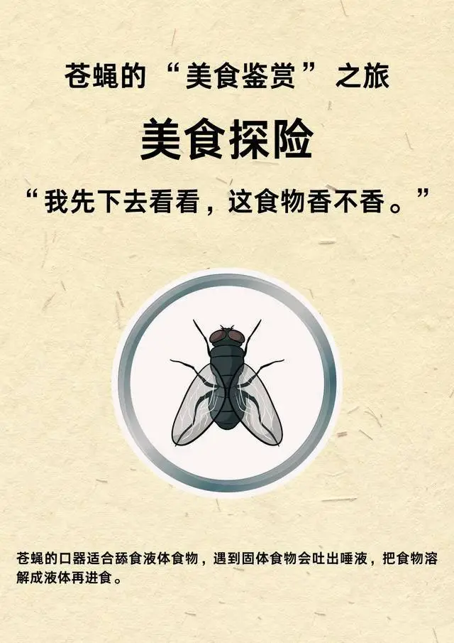 灭苍蝇的灯_灭苍蝇灯对人有害吗_灭苍蝇灯有用吗