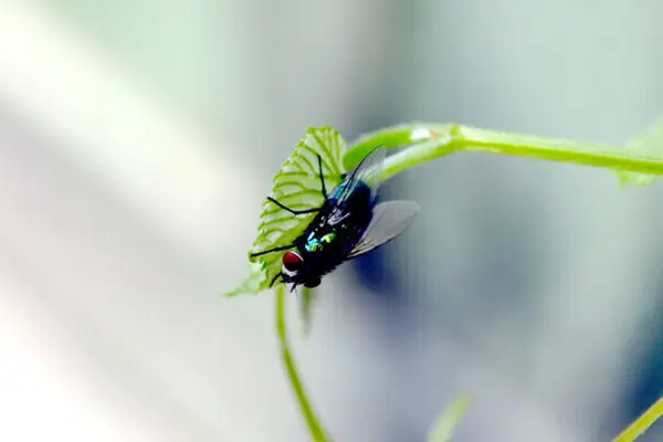 灭苍蝇灯有用吗_灭苍蝇的灯是什么原理_灭苍蝇的灯是紫外线吗