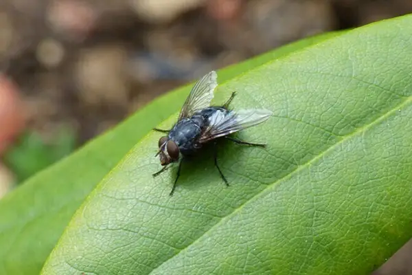 灭苍蝇灯有用吗_灭苍蝇的灯是紫外线吗_灭苍蝇的灯是什么原理