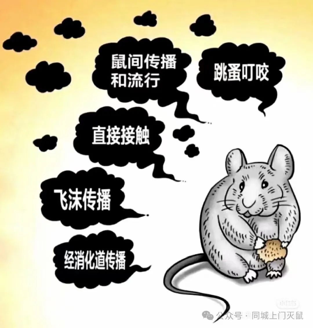 灭老鼠灭老鼠公司_灭老鼠公司电话_灭老鼠专业公司