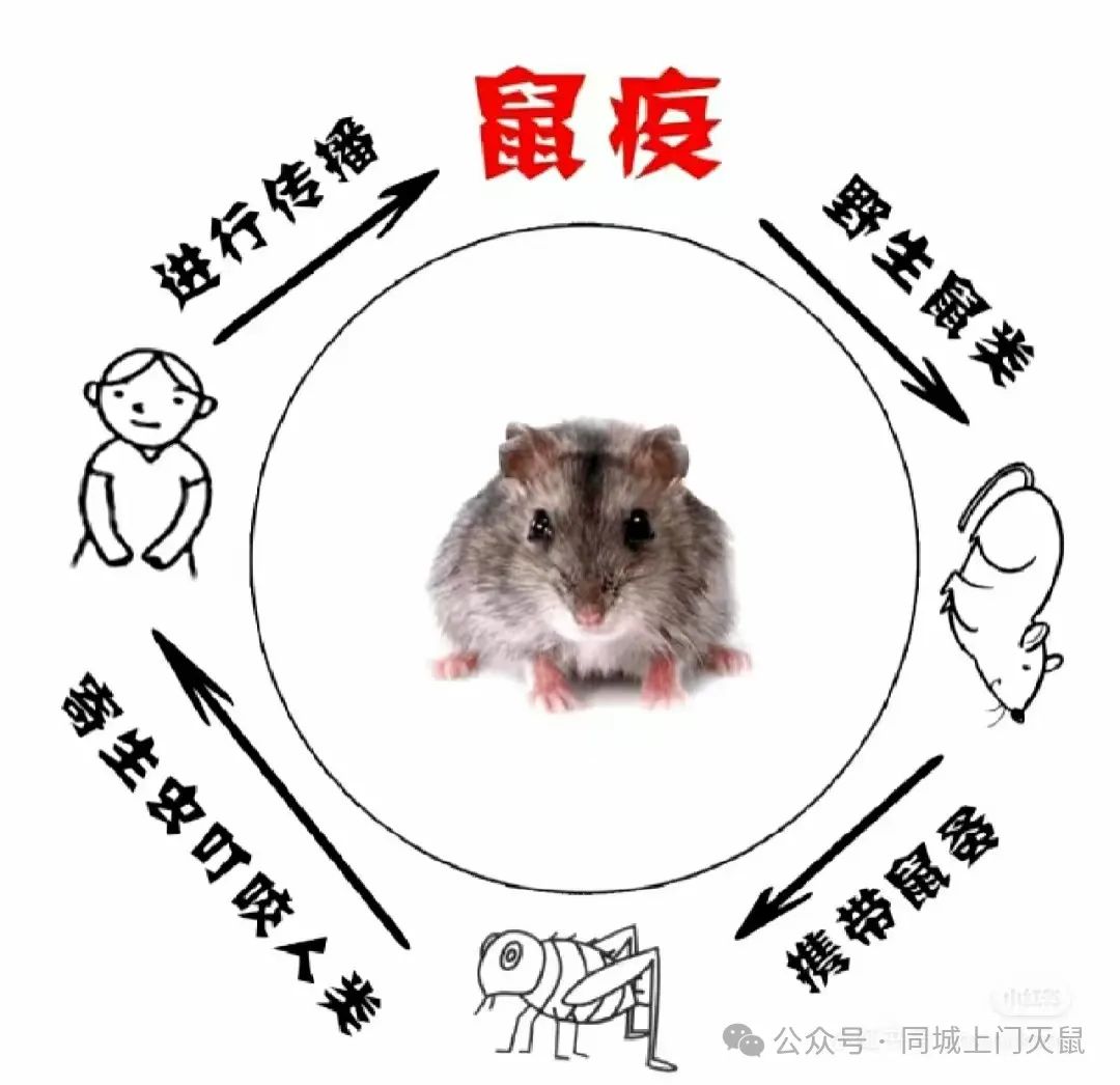 灭老鼠专业公司_灭老鼠公司电话_灭老鼠灭老鼠公司