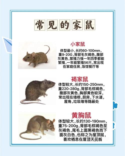 灭老鼠最好的方法_老鼠怎么灭知乎_灭老鼠窍门