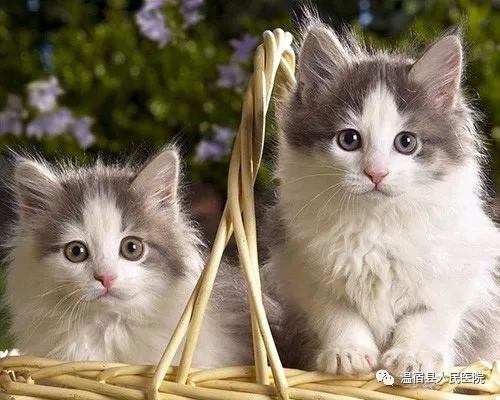 消灭妙招跳蚤家里怎么消毒_消灭妙招跳蚤家里有蟑螂_家里消灭跳蚤妙招