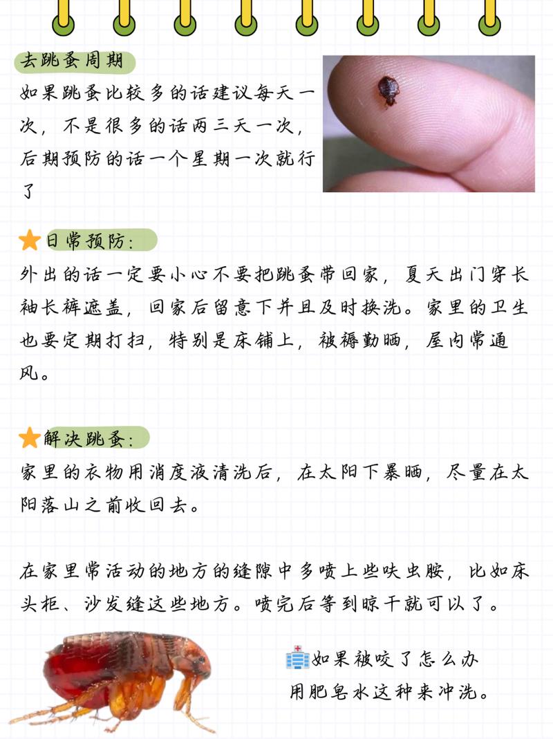 消灭妙招跳蚤家里有蟑螂_消灭妙招跳蚤家里怎么消毒_家里消灭跳蚤妙招