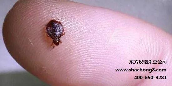 杀灭跳骚的特效药_如何彻底消灭跳骚_怎么消灭跳骚