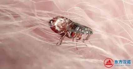 如何彻底消灭跳骚_怎么消灭跳骚_杀灭跳骚的特效药