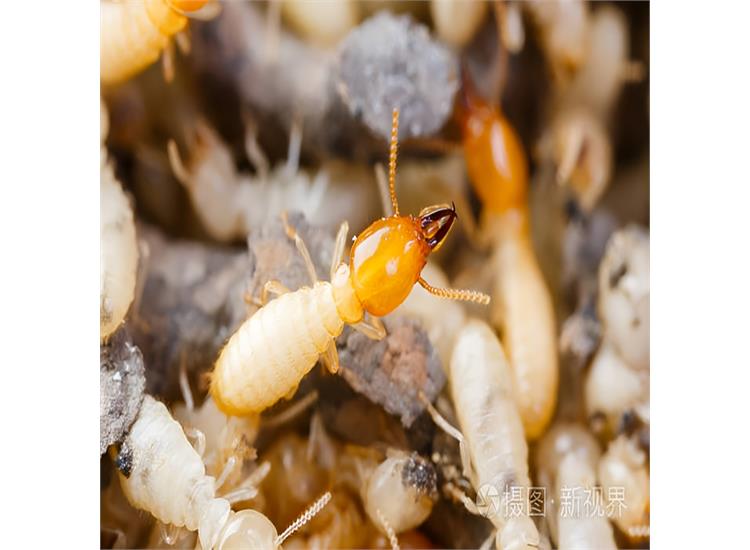 灭白蚁要钱吗_灭白蚁多少钱_灭白蚁大概多少钱