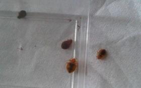 灭臭虫服务怎么样_灭臭虫专业公司_灭臭虫公司多少钱