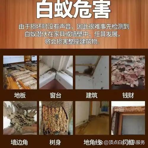 灭白蚁的收费标准_灭白蚁价格_灭杀白蚁价格