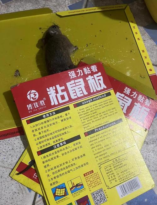 老鼠灭绝了是好事吗_老鼠灭绝了有什么后果_如何灭老鼠