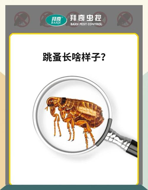 跳蚤图片咬人图片_跳蚤图片高清图_跳蚤的图片