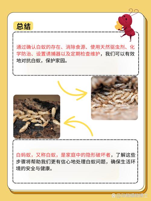 灭白蚁一年后又发现白蚁怎么办_白蚁消杀后还会有吗_白蚁灭完后怎么处理