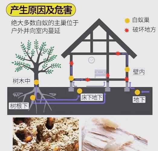 家里有白蚁怎么处理_白蚁出现在家里怎么办_白蚁家里