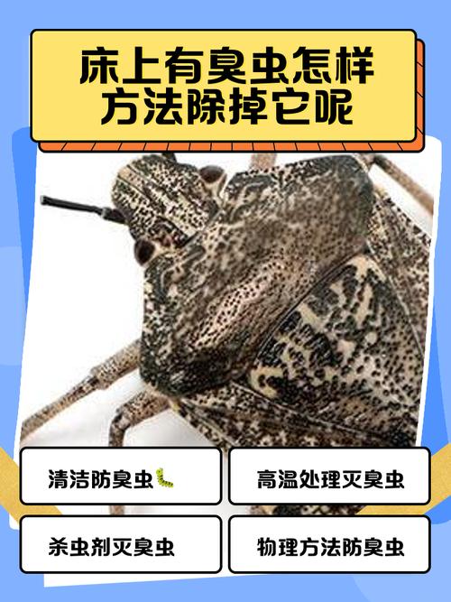 灭臭虫效果最好的药_灭臭虫知识_灭臭虫神器