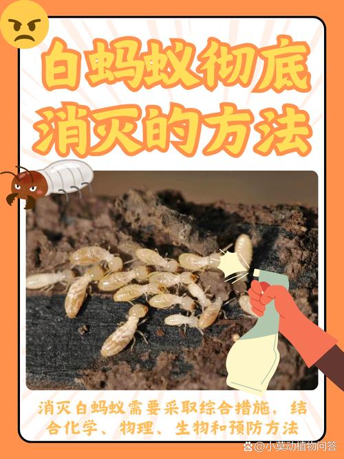 灭白蚁最好方法_家庭怎样灭白蚁_家庭灭白蚁最佳方法
