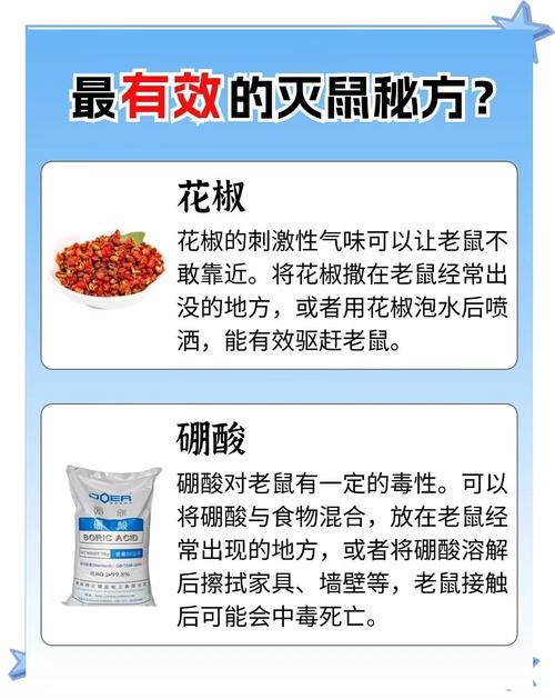 杀老鼠_老鼠杀大象的成语_老鼠杀了会有报应吗