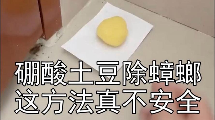 土豆泥硼砂杀蟑螂_灭蟑螂土豆硼砂_土豆泥加硼酸灭蟑螂有效吗