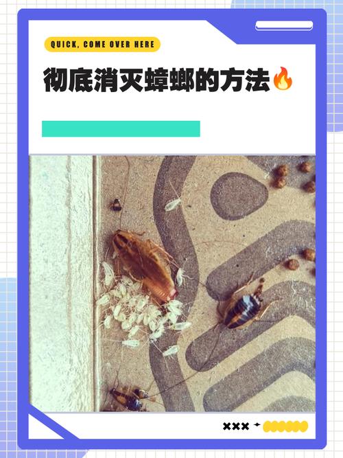 蟑螂如何灭_灭蟑螂的最有效方法_蟑螂灭除方法