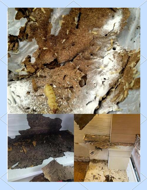 灭白蚁用什么药效果好_灭白蚁最有效的土方法_灭白蚁的方法