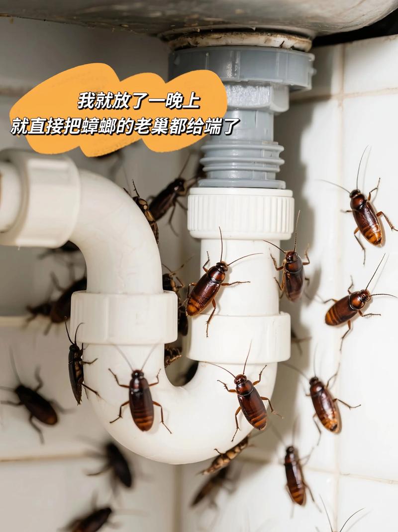 蟑螂害怕什么动物_蟑螂怕谁_蟑螂最怕三种克星