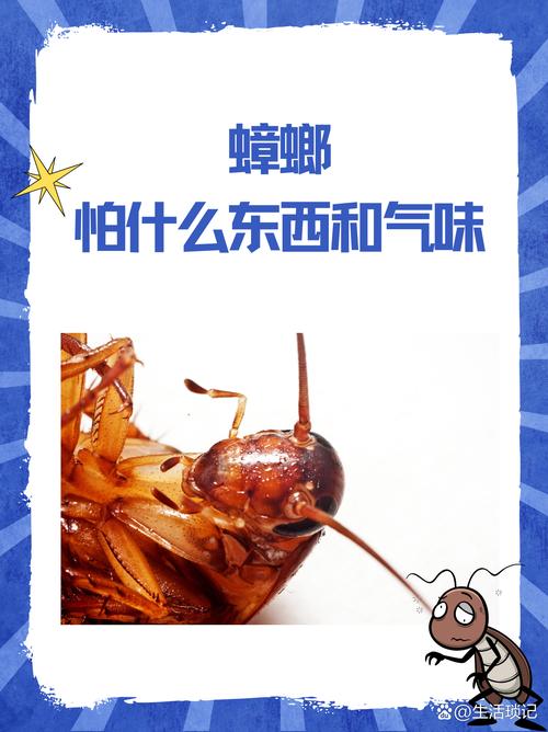 蟑螂怕谁_蟑螂最怕三种克星_蟑螂害怕什么动物